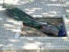 Pavo Real macho